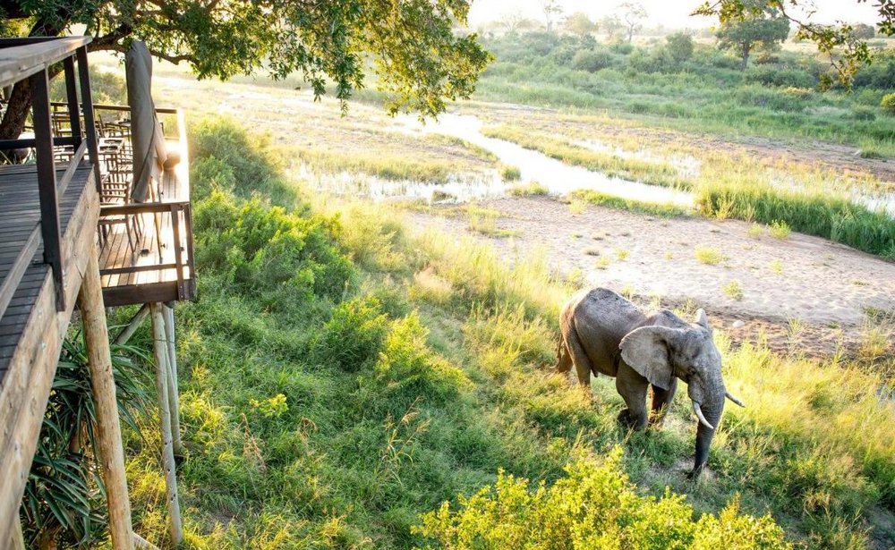 Elefant, Singita Boulders Lodge, Südafrika Flitterwochen