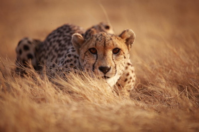 Safari im Sabi Sand Reserve, Südafrika Hochzeitsreise, Gepard