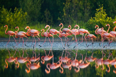 Flamingos auf Kuba, Kuba Flitterwochen