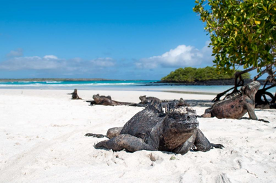 Strand bei Tortuga Bay, Galapagos, Ecuador Hochzeitsreise, außergewöhnlich