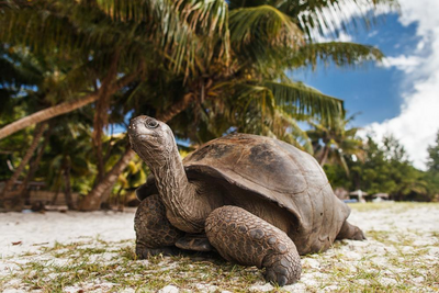 Riesenschildkröte auf Curieuse Island, Seychellen Hochzeitsreise, Natur