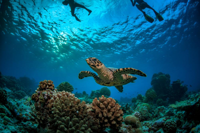 Schnorcheln, Saint Anne Marine Park, Seychellen Hochzeitsreise, Unterwasserwelt
