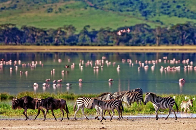 Tiere im Ngorongoro Krater, Tansania Hochzeitsreise, Wildlife