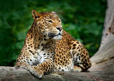 Leopard im Yala National Park, Sri Lanka Hochzeitsreise, Natur