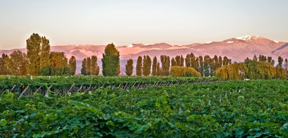 Weinfelder, Cavas Wine Lodge, Mendoza, Argentinien Flitterwochen