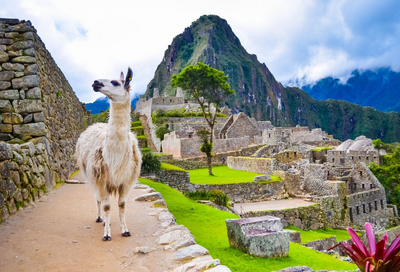 Lama vor Machu Picchu, Peru Hochzeitsreise