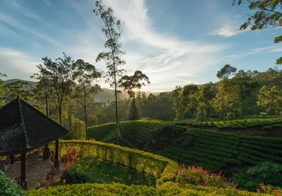 Teeplantage, Ceylon Tea Trails, Hatton, Sri Lanka Hochzeitsreise, Natur